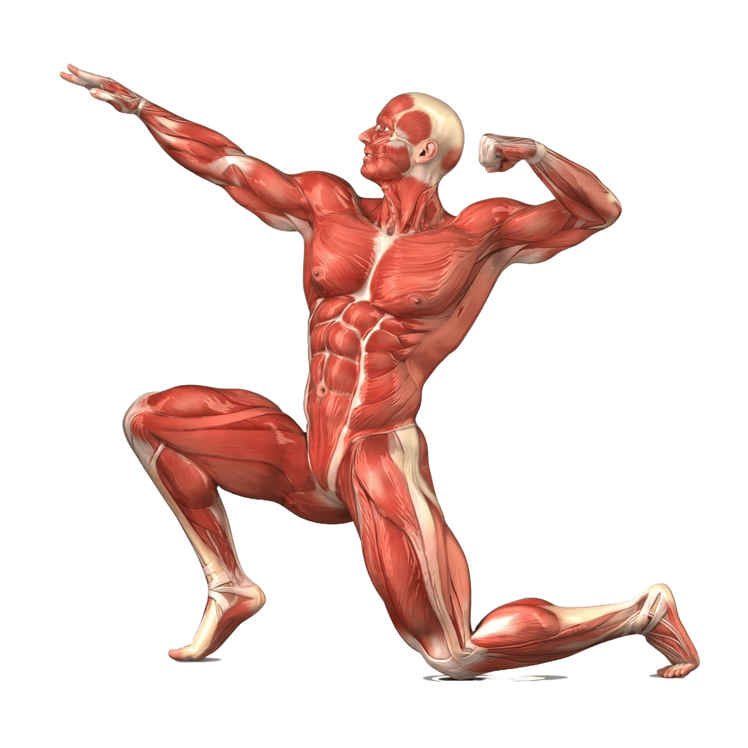 Anatomical model of a muscular person posing